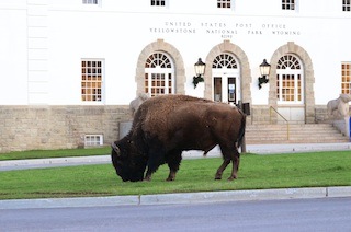 OVP Bison in front of Yellowstone Post Office
