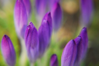 OVP Crocus