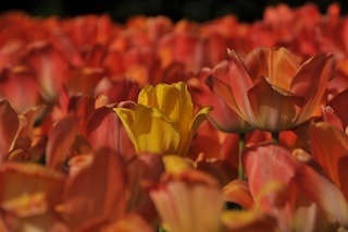 OVP Flower