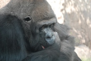 OVP Gorilla
