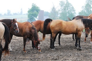 OVP Horse Corral