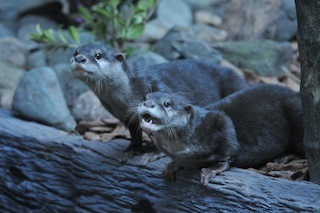 OVP Otter 2