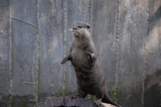 OVP Otter