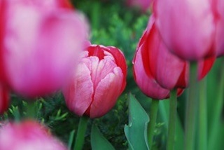 OVP Pink Tulips