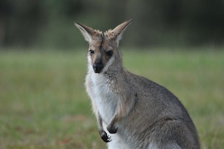 OVP Solo Wallaby