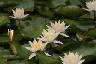 OVP Water Lily