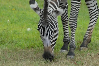 OVP Zebra